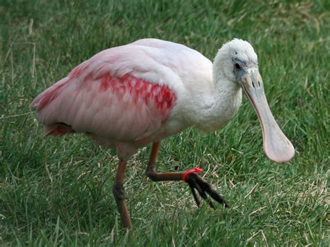 Birds Of The World Apoonbills Threskiornithidae