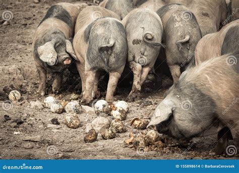 Hungry Pigs Eating Fruits In Farmland Stock Photo Image Of Animals