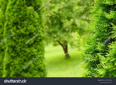 natural green park background greenery backyard stock photo
