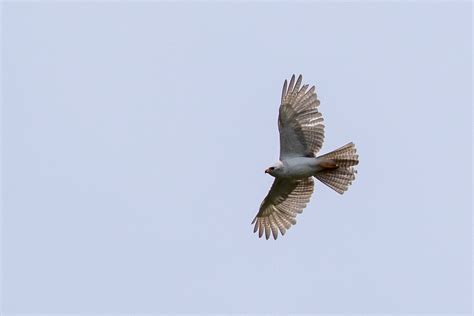 Gray Goshawk Flickr