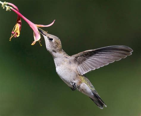 Black-chinned Hummingbird | Audubon Field Guide