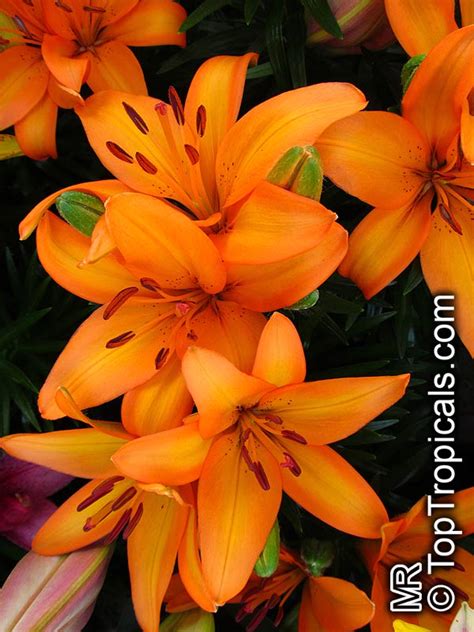 Lilium sp., Lily - TopTropicals.com