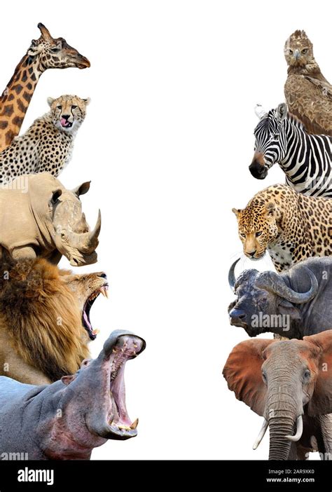 Group of African safari animals together isolated on white background ...