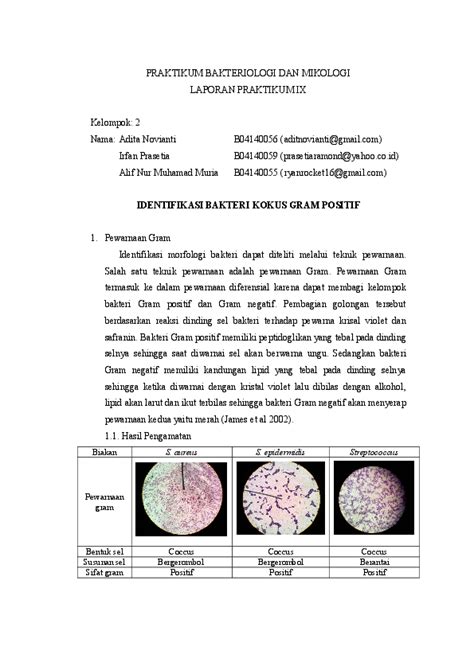 (DOC) IDENTIFIKASI BAKTERI KOKUS GRAM POSITIF