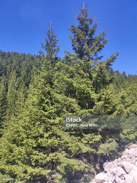 Green Tall Pine Trees Growing On The Mountain Kopaonik Stock Photo