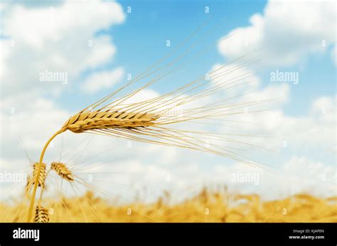 One Ripe Ear Of Wheat Golden Color In Field Stock Photo Alamy