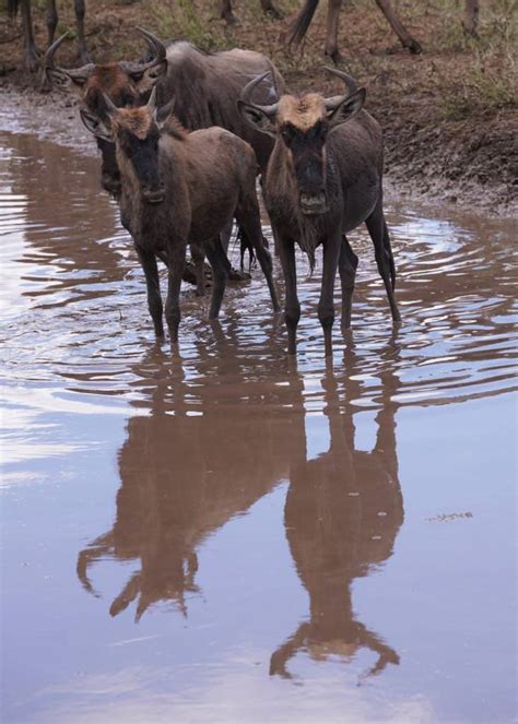 Tage Tansania Pure Mara Crossing Pure Tansania Safaris