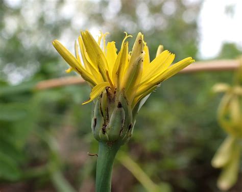 Hypochaeris radicata 1 Gewöhnliches Ferkelkraut Hypocha Flickr