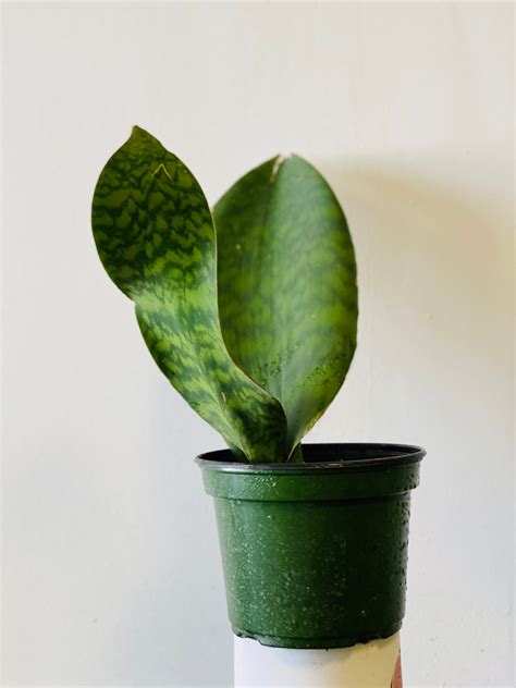 Rare Whale Fin Snake Plant Sanseveria Masoniana Live Snake Etsy