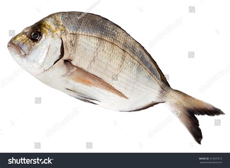 Fresh Sea Bream Fish Sargo Isolated Stock Photo 313337612 | Shutterstock