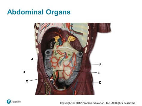 Abdominal organs, internal view Diagram | Quizlet