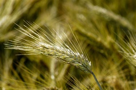 Wheat Grain Straw Free Photo On Pixabay Pixabay