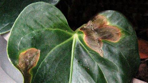 Anthurium Quelles Sont Ces Taches Noires Sur Les Feuilles