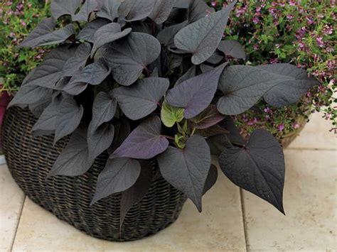 Ipomoea batatas Sidekick Heart Black | Lucas Greenhouses