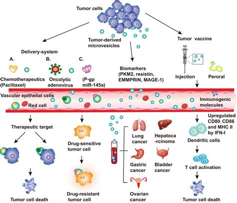 Applications Of Tumor Derived Microvesicles TMVs TMVs Are Released