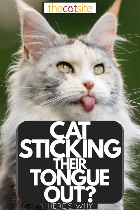 Cat Sticking Their Tongue Out Here S Why TheCatSite