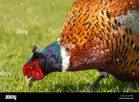 American Ring Necked Pheasant Feeding On Grass Lawn Stock Photo Alamy