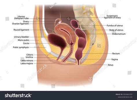 Female Reproductive System Urogenital System Royalty Free Stock