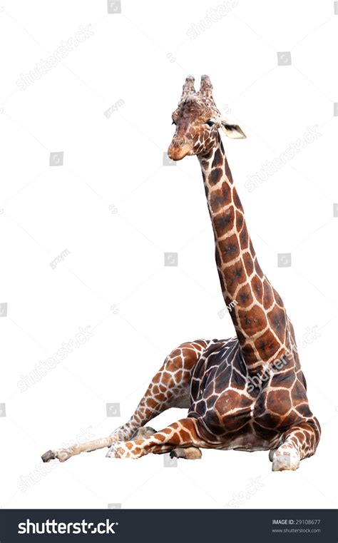 Magnificent Sitting Giraffe Stock Photo 29108677 Shutterstock