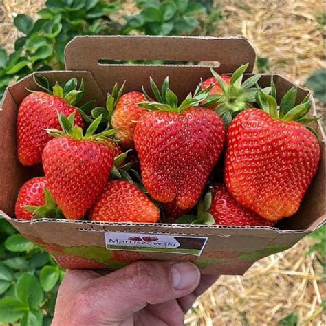 Купить рассаду, саженцы клубники позднего срока созревания в Минске ...