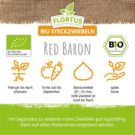 Steckzwiebel Red Baron Bio Steckzwiebeln Von Flortus Samenhaus