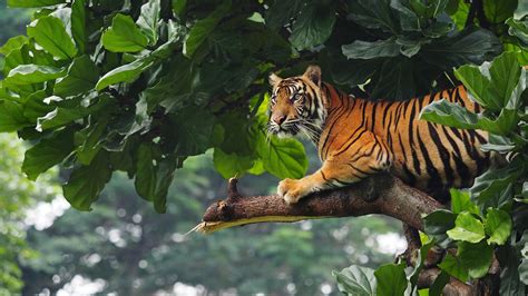 Tiger Is Sitting On Tree Branch In Green Leaves Background Tiger HD ...