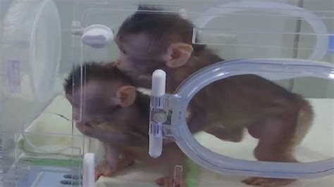 Worlds First Monkey Clones Created In China Video