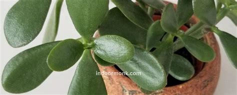 Jade Plant - Indoor Care & Growing Guide - Indoor Monk