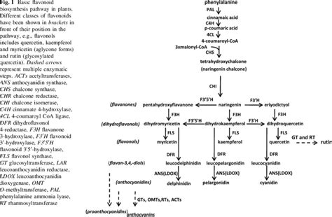 Basic Flavonoid Biosynthesis Pathway In Plants Different Classes Of