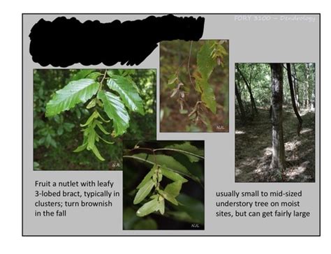 Dendrology Lab Flashcards Quizlet