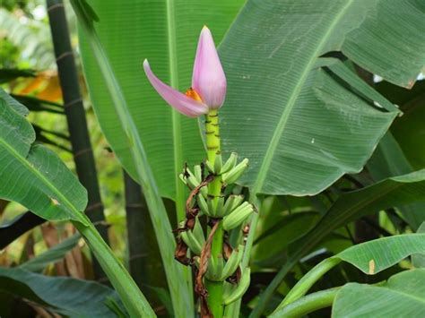 Andrea's Plants, Photos and Travels: Ornamental Banana for Wordless ...