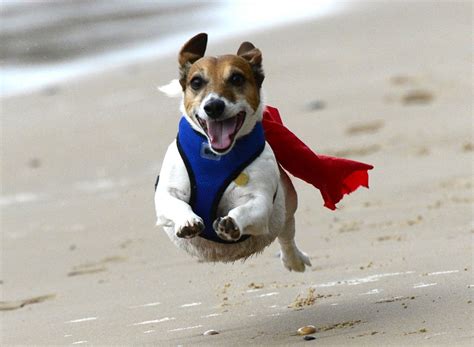 Картинки Супер Собак – Telegraph