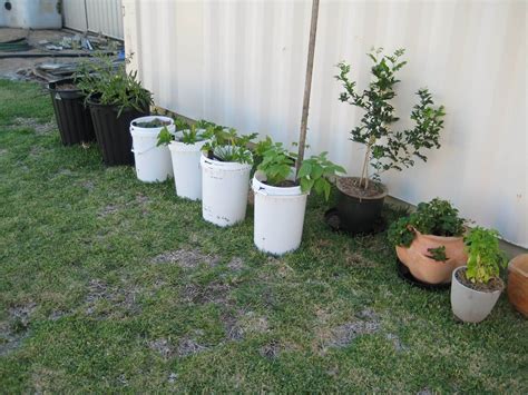 Container Vegetable Gardening