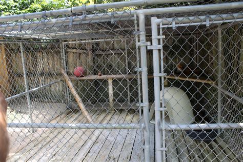 Red Fox Enclosure Mccarthy Wildlife Sanctuary Zoochat