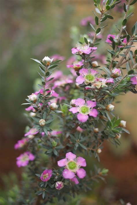 Leptospermum scoparium 'Seclusion' – Mallee Design