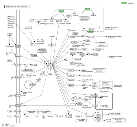 Kegg Pathway Ampk Signaling Pathway Reference Pathway