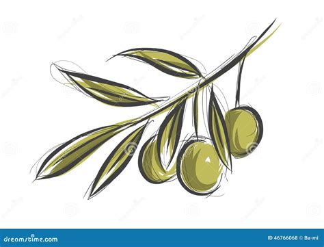 Olive tree branch stock vector. Illustration of vegetable - 46766068