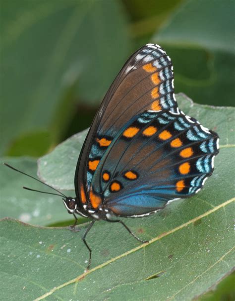 Red-spotted Purple - Alabama Butterfly Atlas