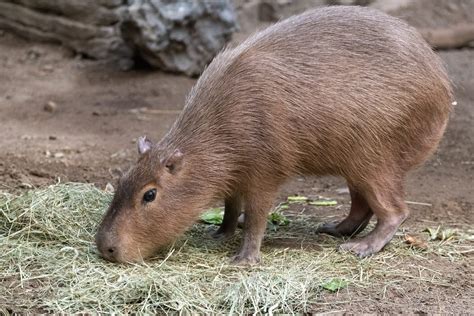 Capybara Facts: Rodent Royalty in the Wild - Animals Discovered