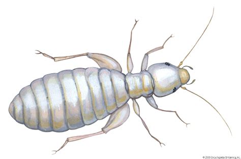 Louse | Description, Features, Life Cycle, Species, & Classification | Britannica