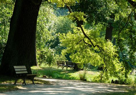 Summer Late Trees - Free photo on Pixabay - Pixabay