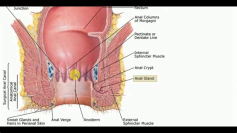 Anatomy Of Anal Canal NEW ANATOMY LECTURES YouTube