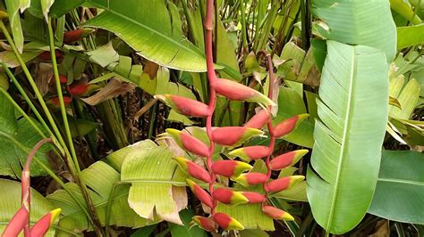 Tanaman Pisang Hias Heliconia YouTube