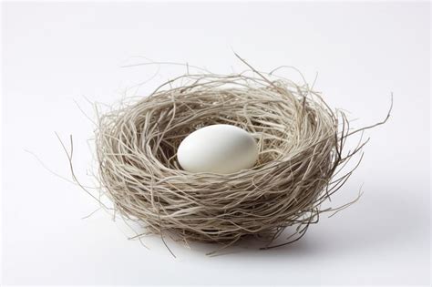 Empty Birds Nest Images Free Photos Png Stickers Wallpapers