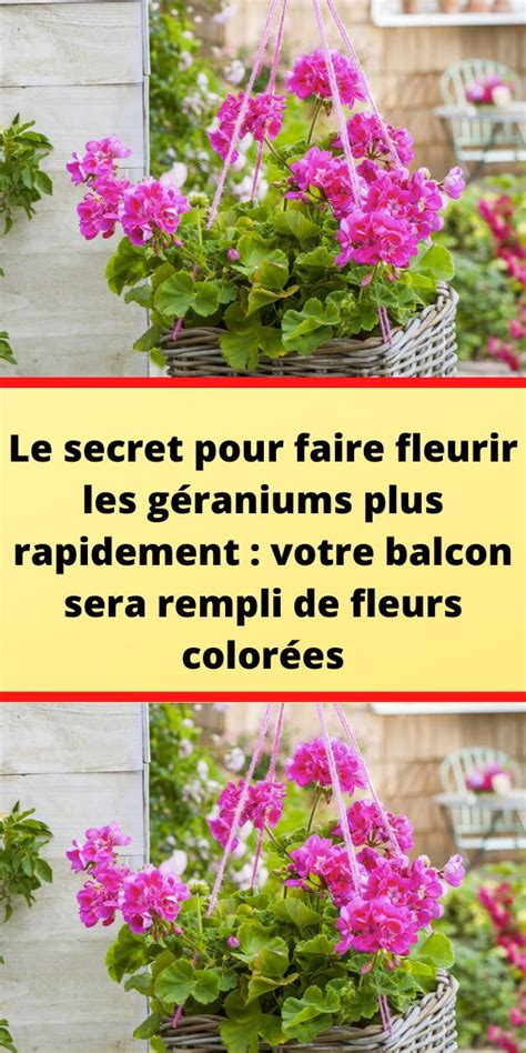 Le Secret Pour Faire Fleurir Les G Raniums Plus Rapidement Votre