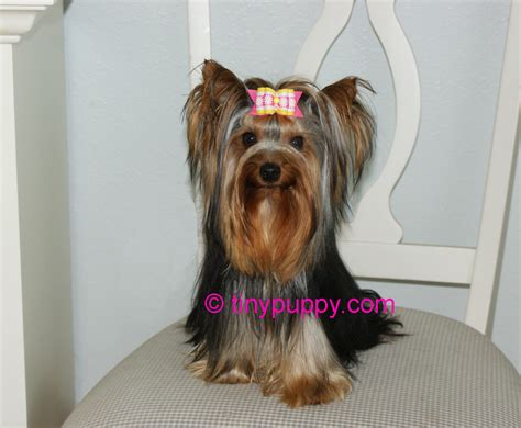 Yorkie Haircuts and Hairstyles | Tinypuppy