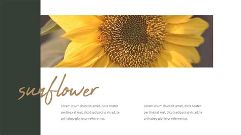 Sunflower Powerpoint Presentation Templates Lifestyle