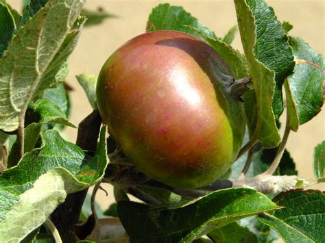 Garden Apple Devonshire Quarrenden An Old English Variety Flickr