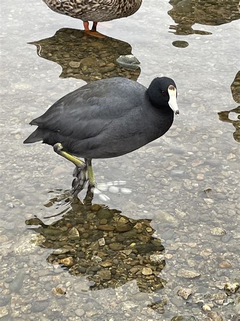 Can someone identify this bird? : r/birding