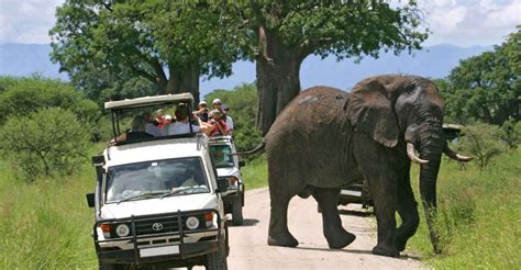 Tsavo Ost Und West T Gige Wildlife Safari Ab Mombasa Getyourguide